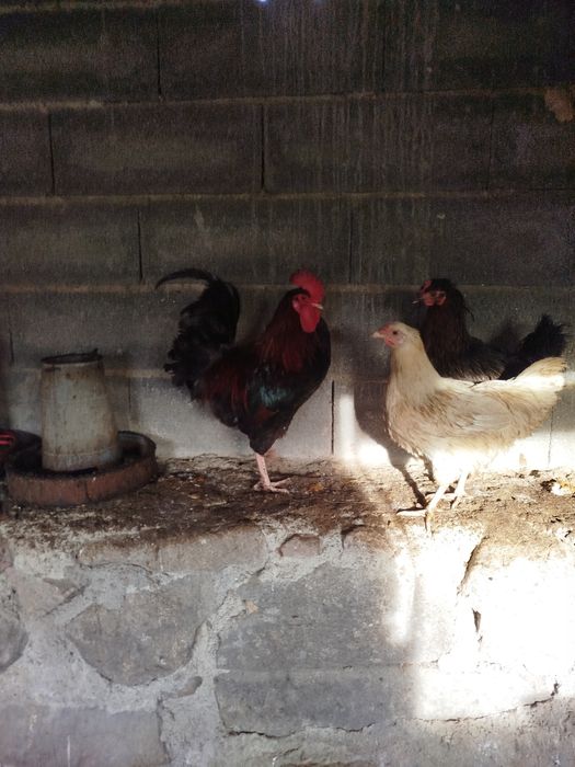 Galos diversos novos