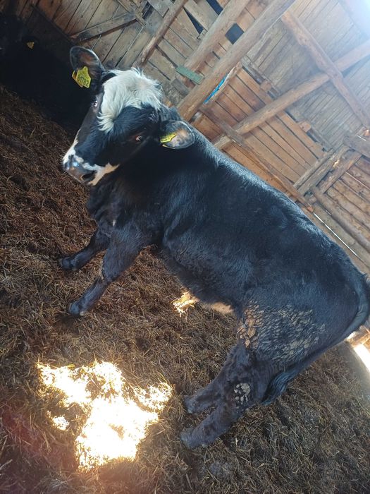 Sprzedam byki odsadki