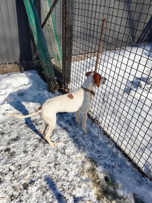 Англійський пойнтер Віддам в добрі руки дві дівчинки