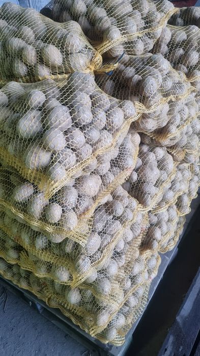 Ziemniaki 15kg Queen Anna