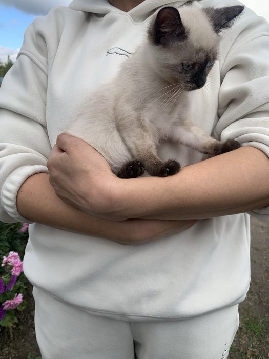 Кошеня киця сіамська