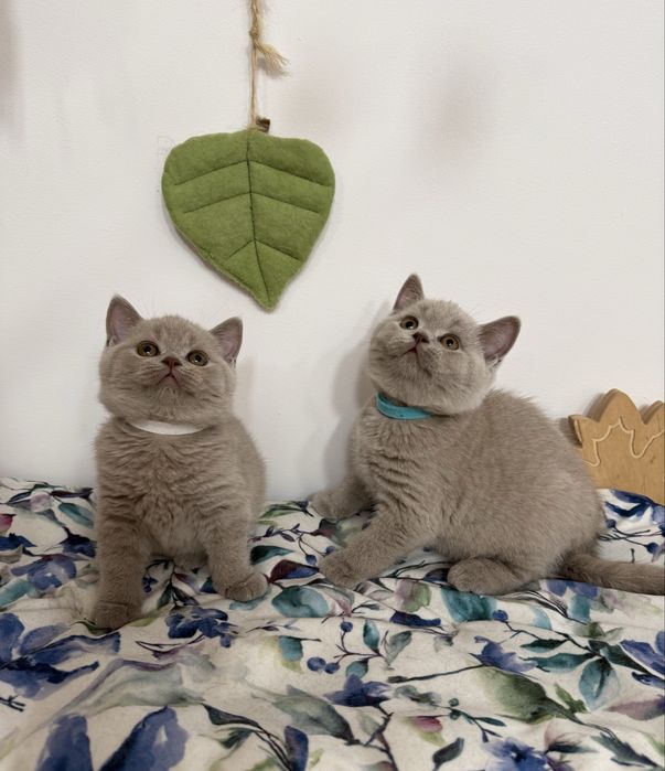 Kocurek brytyjski krótkowłosy liliowy