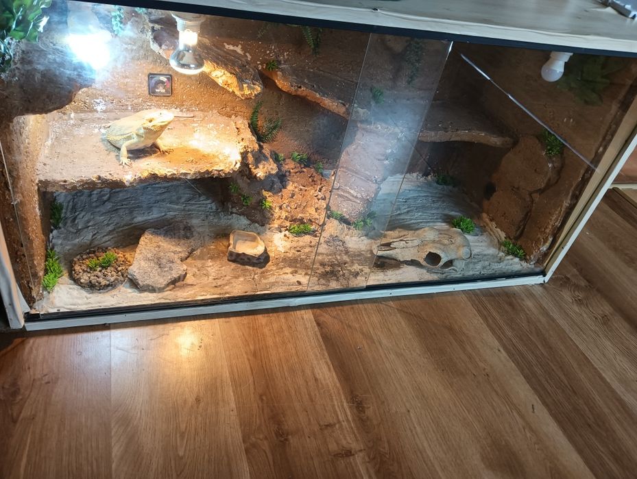 agama brodata z terrarium