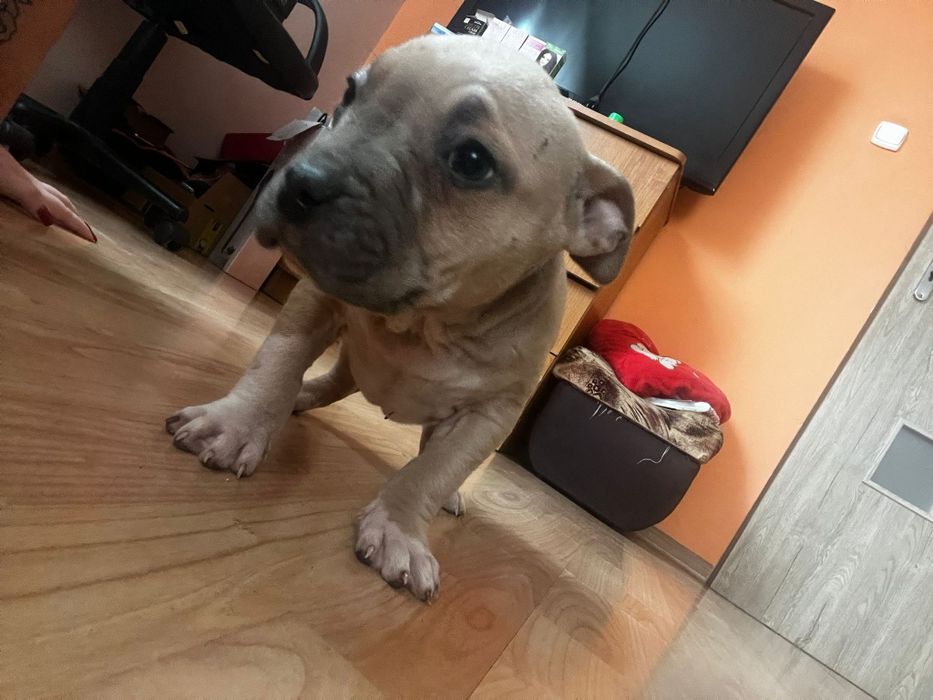 Amstaff staffordshire terrier