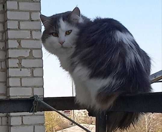 Кіт безкоштовно!