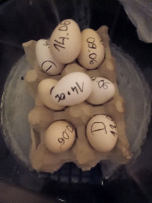 Jajka bażanta diamentowego w czekoladzie