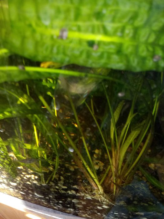 do sprzedania kryptkoryna