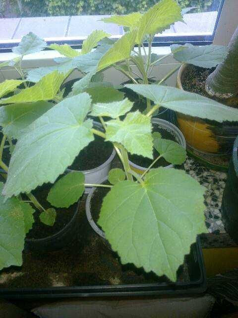 Najszybciej rosnące Drzewo tlenowe, paulownia , oxygen , oxy tree