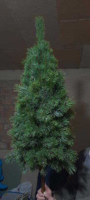 В'язана сосна  до 150см . 1 метр 400 грн