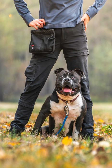 Bono szuka domu i swojego człowieka