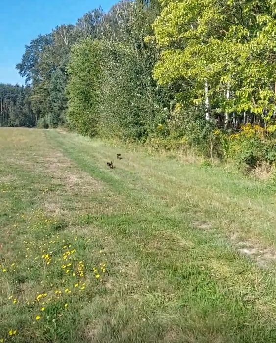 Orpelów gm Dobroń działka 6736 m2 MPZP możliwość podziału