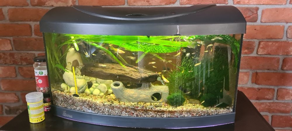 Akwarium panoramiczne