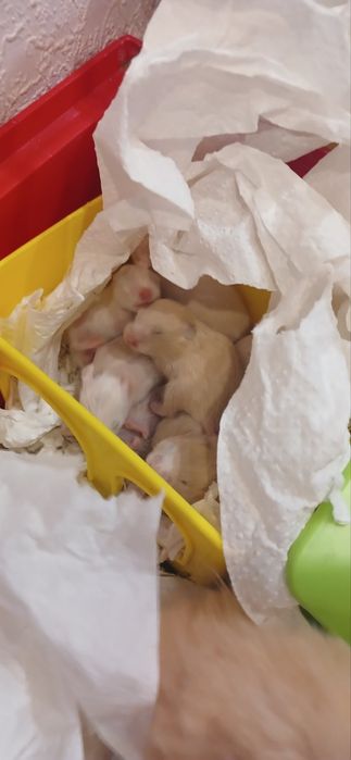 Хом'як Сирійський хом'ячок 3 тижні