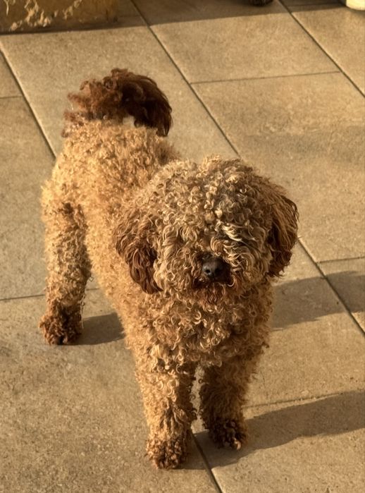 Maltipoo maltańczyk pudel toy szczeniak z rodowodem