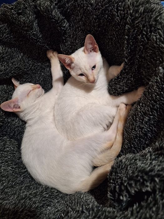 Gatinhos para Adopção Responsável