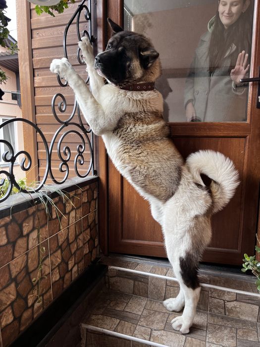 Акіта Американська для вʼязки, парки! Хлопчик