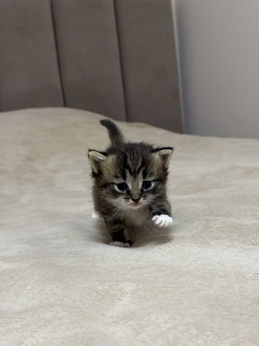 Котики шукають дім
