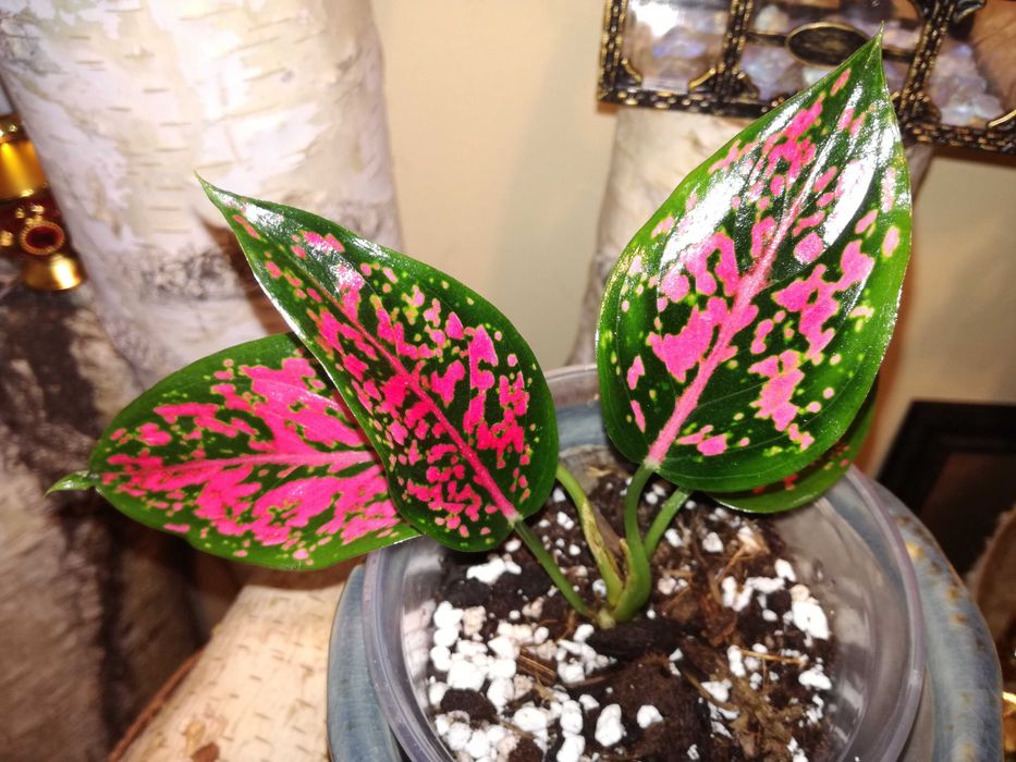 Aglaonema NOID Pink mutation variegata Monstera roślina hobby ogród