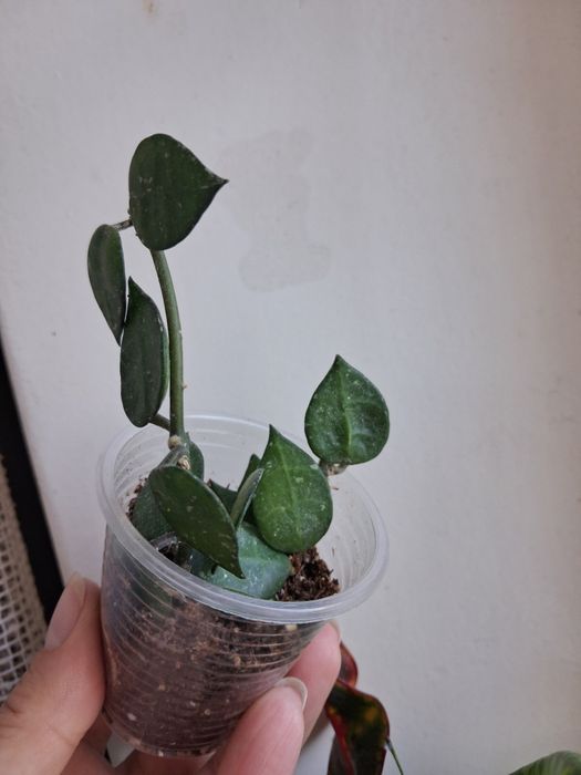 Хойя hoya Macrophylla albomarginata