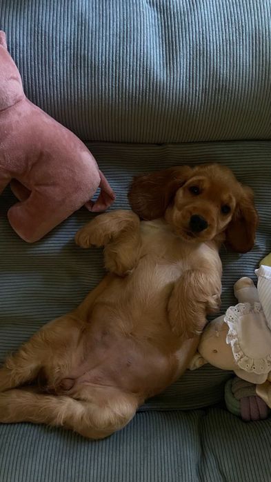 Чудова дівчинка — вихована і ніжна