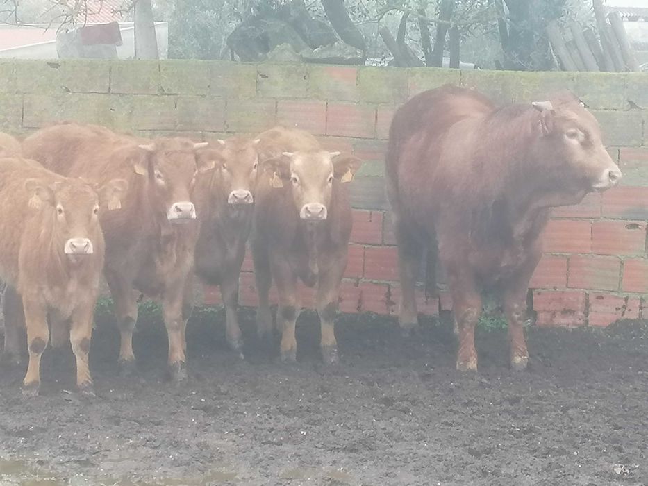 Novilho/Touro Limousine Puro Biológico