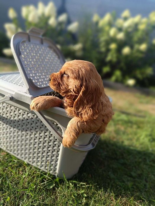 Cocker Spaniel - Gotowy Do Odbioru (Metryka,Szczepienia,Odrobaczone)