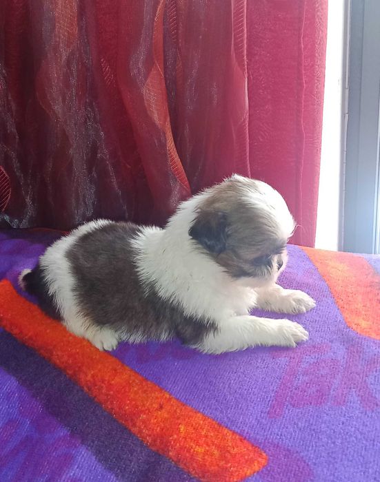 Shih-tzu com LOP
