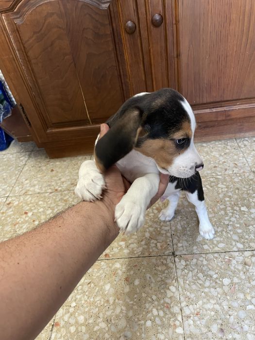 Beagle (Promocao)
