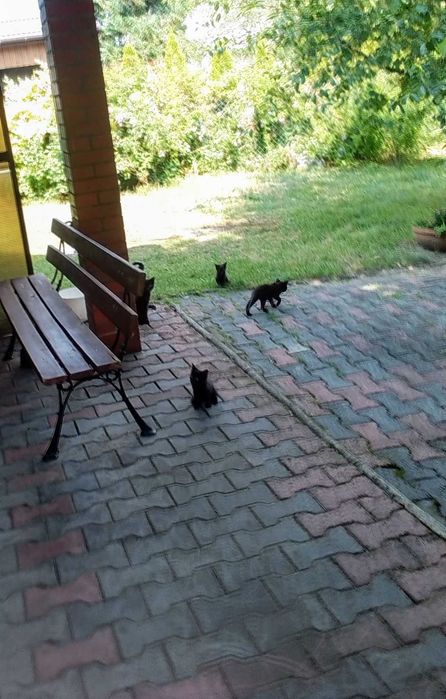Kotki młode oddam za darmo
