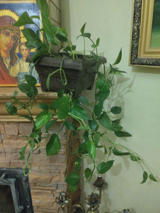 Сциндапсус эпипремнум