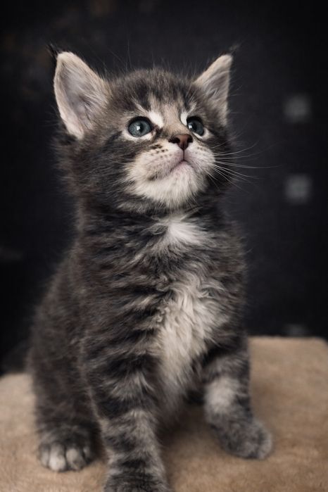 Мейн кун хлопчик гигант