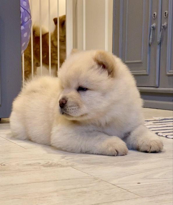 Chow Chow cachorro
