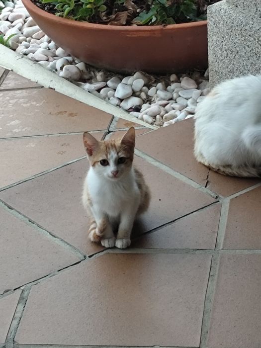 Gatinhos para adoção