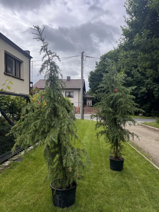 Cedr himalajski - cedrus deodora C20 150-175cm