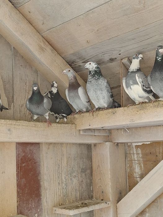 Gołębie staropolskie