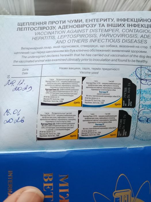 Мини Бишон фризе