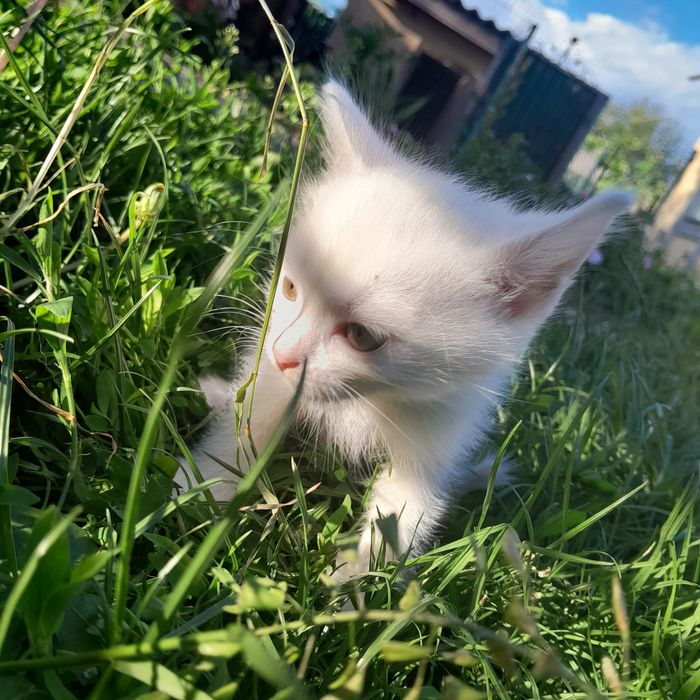 Віддам в добрі руки