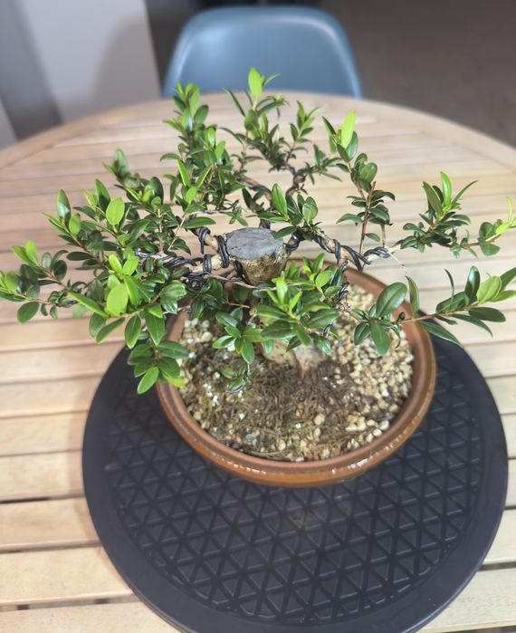 Bonsai Murta.