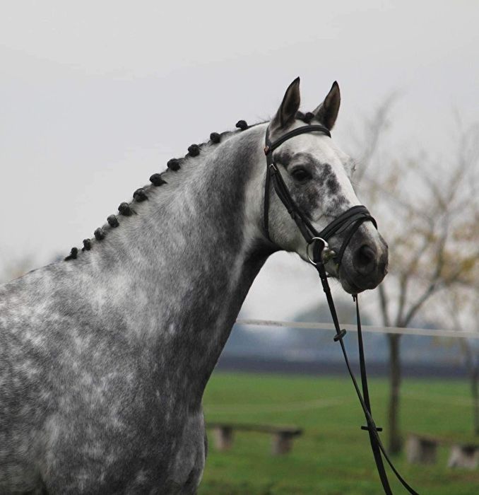 Wyjatkowy walaszek do sportu Będzieszyna • OLX.pl