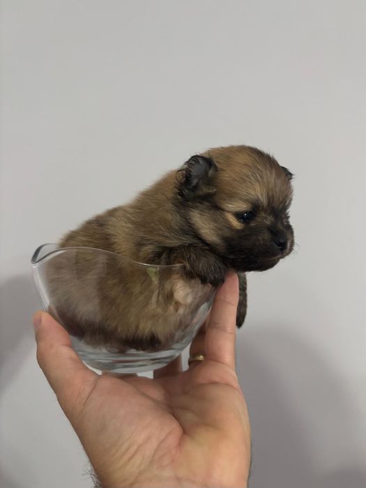Lulu da Pomerânia