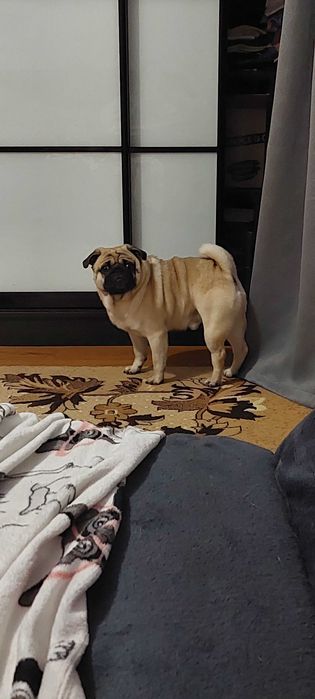 Чарівний мопсик чекає на дівчинку