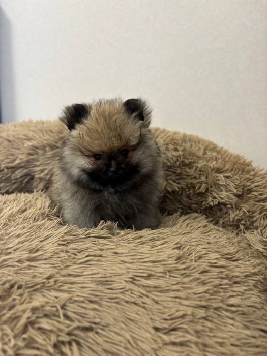 Померанській шпіц