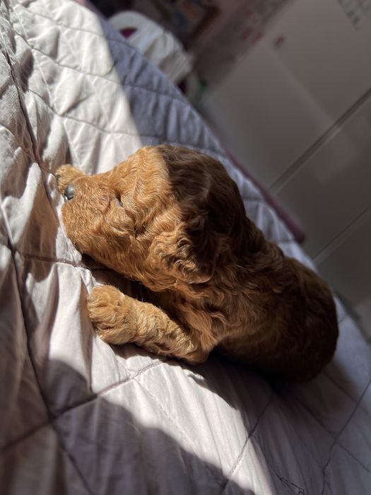 Pudel toy red płowy chłopak