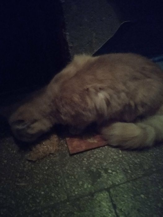Отдам даром котика