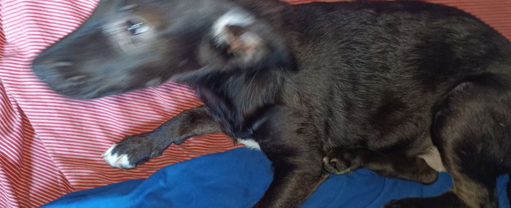 Cachorrinha bebé