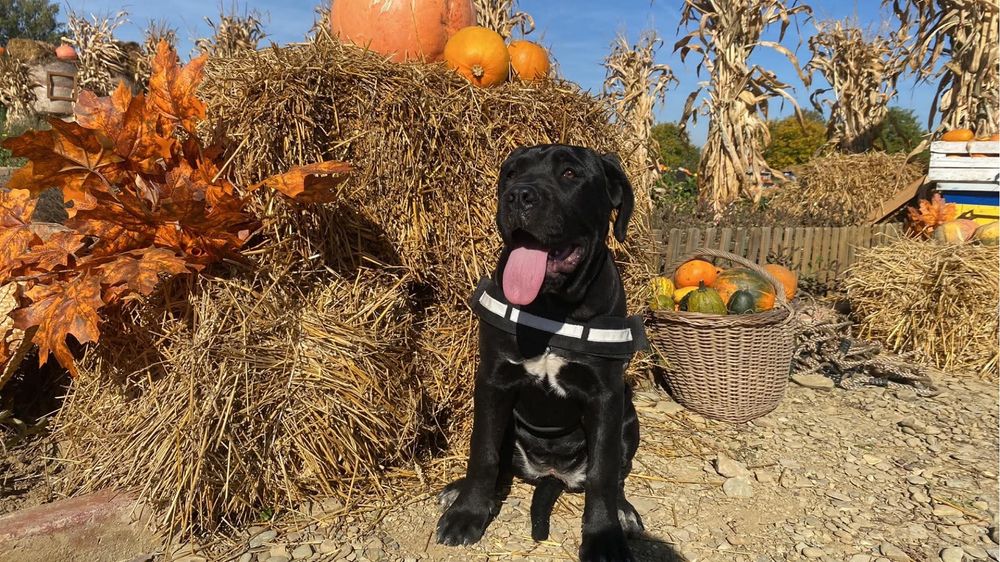 Cane corso ZKWP/FCI