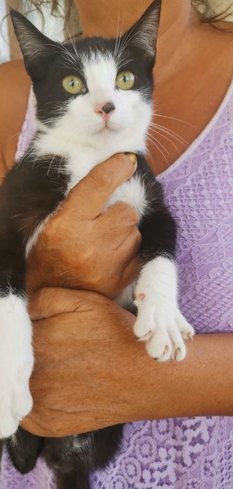 Gatinhos para adoção responsável