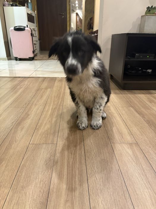 Piesek Border Collie