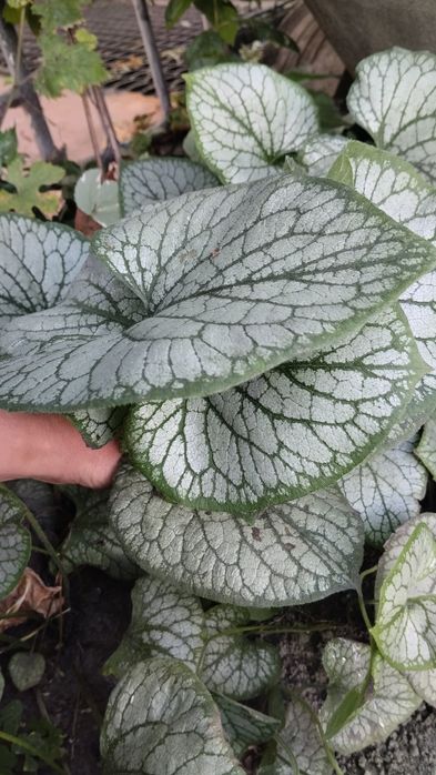 Брунера.              .