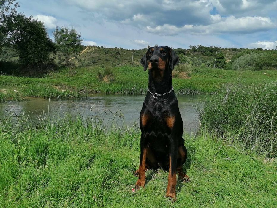 Excelente exemplar Doberman Europeu